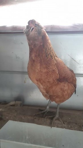 LAUGHING chicken CLUCKS it up at farmer's JOKE