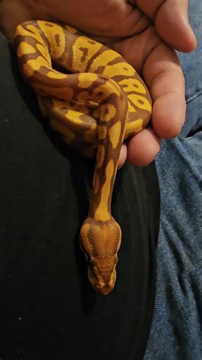 Team Ultramel #leopard #ballpython #serpent #python #snake #reptile #pets #doperope