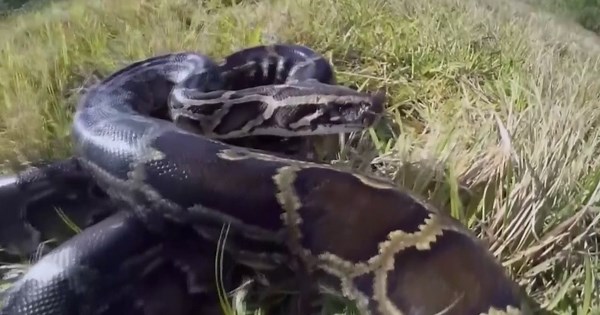 Charlotte County residents alarmed by python sightings near homes