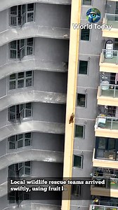 A wild rhesus monkey with remarkable agility scaled the exterior of a high-rise building in Nanning, China | World Today
