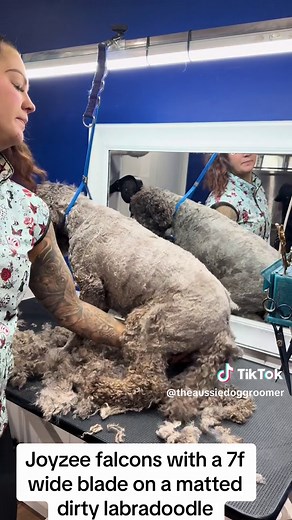 Joyzze falcons gliding through matted coat @Joyzze Grooming #joyzze #joyzzegrooming #doggrooming #doggroomer #doggroomerlife #doggroomersoftiktok #doggroomingtips #labradoodle