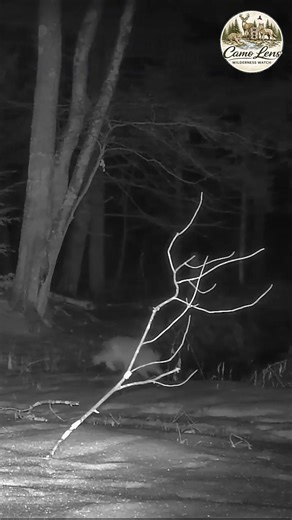 Coyote Leaps Over a Creek | Trail Cam