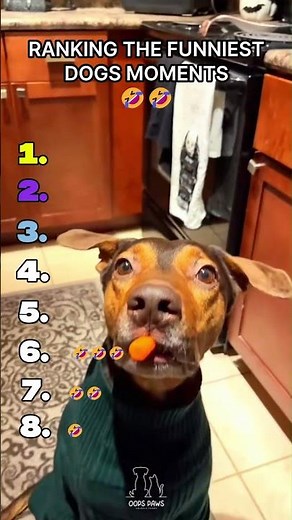 Dogs funny | Try Not To Laugh 😂