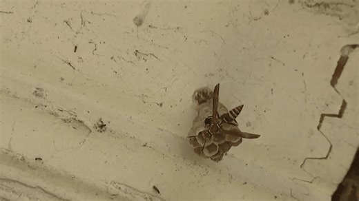 Surge in yellow jacket population this summer, aggressive this time of year