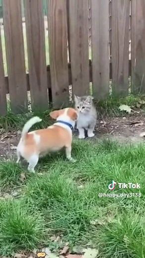 Dog vs. Cat: The Ultimate Funny Animal Showdown