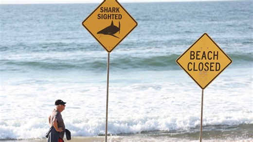 Shark alarm: What fishermen are seeing off our beaches