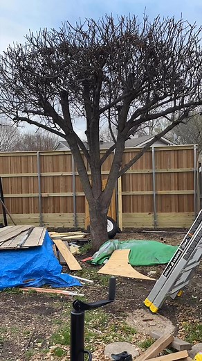 Tree removal | Grass Media