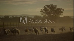 Sheep walking along fence line on a dusty Australia farm at sunset