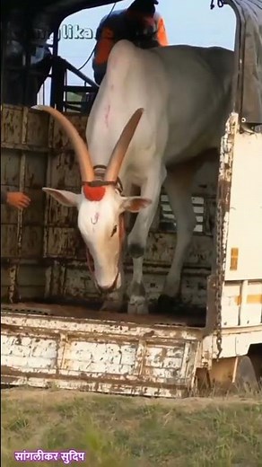 हिंदकेसरी हरण्या - बाशिंग भवरा || कायम रुबाबात