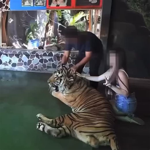 The life of a tiger in an entertainment venue can be extremely bleak. Subject to relentless photos during their working day, they often spend their rest time chained. 🐯💔 Help us stop this cruelty by donating today: https://secure.worldanimalprotection.us/PQug0MiKBUi8g5a2R14Xcw2?sourceid=1043486 | World Animal Protection US