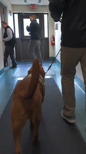 Meet Branch, a 3 year old lab and our newest comfort K9. He is paired with Trooper Michael Kane from the Employee Assistance Unit. With a wagging tail and a heart full of love, Branch is here to bring smiles to everyone he meets. | Massachusetts State Police