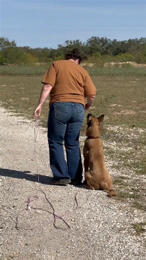In heel training for Mr. Uzi this morning. The strong wind helps with distraction training as well! The wind brings new sounds, sights and smells. #malinois #DogTraining #southtexas | BOP K9 Academy