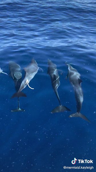 Cookie Cutter Shark Bite Marks on Spotted Dolphins