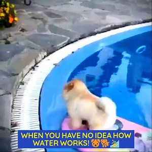 66K views · 2.1K reactions | When you have no idea how water works!  Like Dog Lovers Club | Dog Lovers Club | Facebook