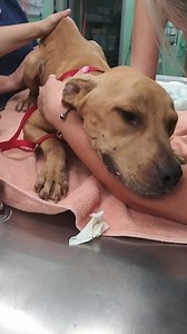 70 reactions · 20 shares | Your contributions help sick, injured, and abused animals like Cain. We are so thankful for every dollar. We cannot continue to rescue without you. Please donate at animalaid.org/donate. | Animal Aid of Tulsa | Facebook