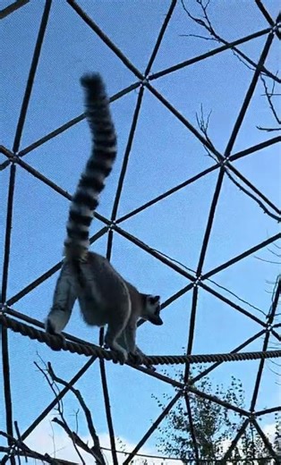 Madagascar Lemur at the Wildheart Animal Sanctuary