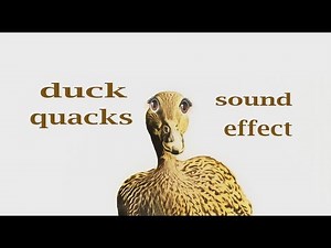 How A Duck Quacks mp3 / Sound Effect / Animation