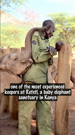 These Baby Elephants Can’t Stop Hugging Their Favorite Human 🐘❤️