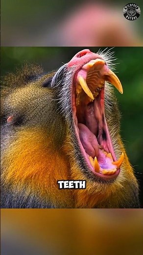 Mandrill | The Most Colorful Monkey on Earth