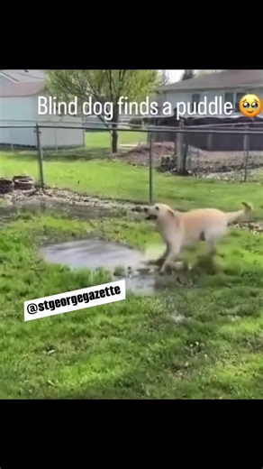 2K views · 62 reactions | A blind dog finds a puddle... he's a good boy! | M.A. Rothman | Facebook