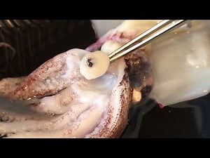 Squid Dissection: eye and body