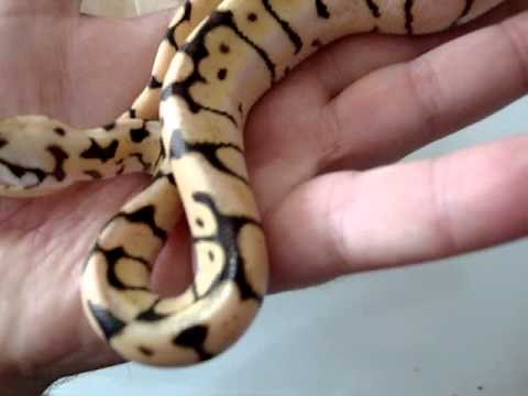 Unboxing Bumblebee Ball Python and Miami Cornsnake from BHB 2012