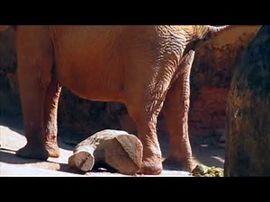 Elephant pooping on Camera | Heavy Poop ever Seen #Shorts