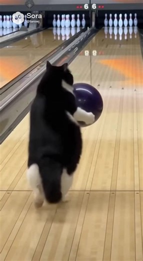 ボーリングに挑戦するハチワレ猫のはちまる Hachimaru the calico cat tries his hand at bowling. #ai #猫 #cat #可愛い #cute