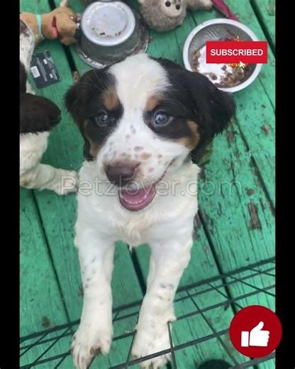 Maggie – a sweet English Springer Spaniel puppy