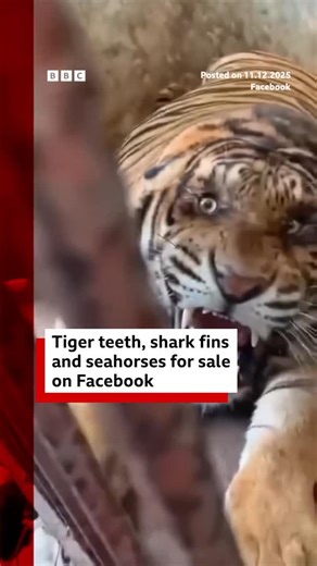 PangeaSeed ™ on Instagram: "Endangered wildlife is being sold in plain sight. A new BBC News investigation has uncovered illegal listings on Facebook offering tiger body parts, shark fins, and pangolin scales. All are species pushed closer to extinction by trade and exploitation. The sale of tigers and pangolins is illegal in the UK, yet these listings persist. While Meta states that selling endangered species is prohibited, enforcement is clearly failing. Digital platforms must be held accounta