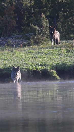 Yellowstone Wolves...#wildlife #wolves #Yellowstone #wildlife