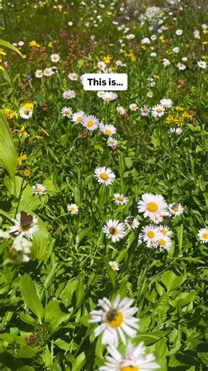 Kelly & Ryan | Travel & Outdoor Adventure on Instagram: "📌 Save this incredible hiking destination & tag your hiking buddy for your next trail adventure! 🥾 Hiking in Chilliwack, BC is seriously underrated. While most head to the Rockies or Coast Mountains, the Cascades in the Fraser Valley offer some of the best hikes in British Columbia — with alpine meadows, stunning peak views, and glacial lakes. Think North Cascades National Park in Washington, but on the Canadian side! 🇨🇦 Top hikes in C