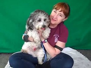 A4833295 Teddy | Bichon Frise/Lhasa Apso Mix