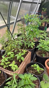 2.1K views · 30 reactions | #firstflower | How Does Your Garden Grow? | Facebook