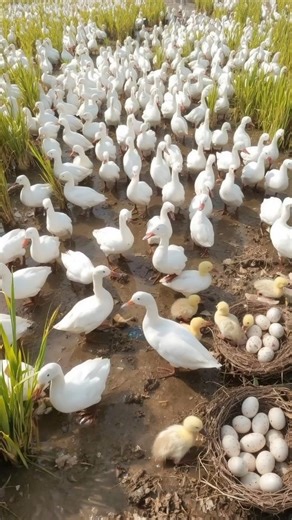 Did you know rice and ducks can grow together in the same field? 🦆🌾 This traditional farming method, used for centuries in Asia, creates a natural balance. Ducks eat weeds and pests, fertilize the soil, and help farmers harvest more rice — all without chemicals. Simple, sustainable, and eco-friendly. A natural partnership between rice and ducks! Follow Our Social Media: IG: @el_nin0_tv TT: el_nino_tv FB: El Nino TV YT: EL NINO TV #duck #rice #duckfarming #ricefield #animalfarming #agriculture 