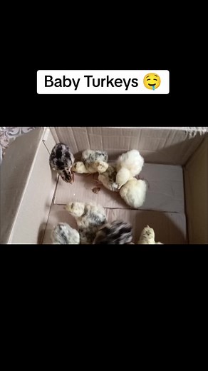 The Delight of Raising Baby Turkeys | Farm Animals