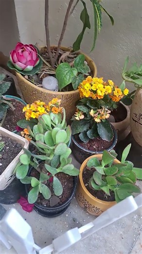 Be silence🔥💯👍 #flowers#motivational #shortsviral#ytshorts #trendingshorts #shortvideo #terracegarden