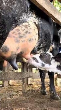 #modern cow farm 🥰🥰🥰🥰🥰 #cow #farm #feed #treanding #viralvideo #farming #modernfarmer #feedingtime
