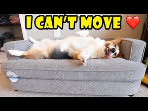 CORGI'S CHRISTMAS PRESENT La-Z-Boy Dog Sofa 🛋🥔 || Life After College: Ep. 694