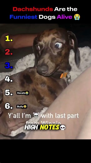 Dachshunds Are the Funniest Dogs Alive 😭#Dachshund #Funny #Ranking
