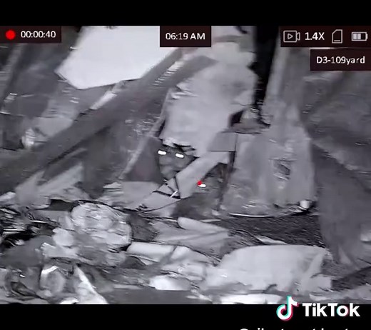 Effective Pest Control Strategies for Urban Environments