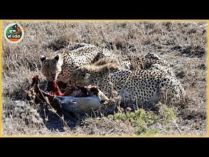 カメラに捉えられた史上最も狂ったチーターの攻撃 | 野生動物 #207