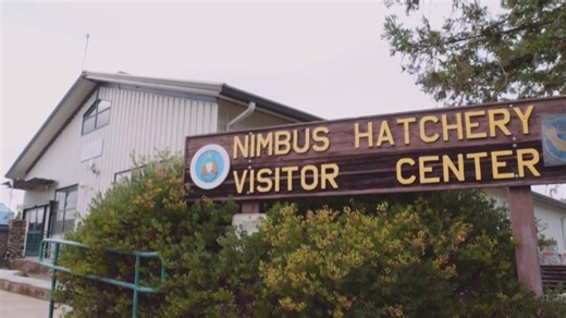 Nimbus Fish Hatchery to close visitor center, parking lot and fish ponds