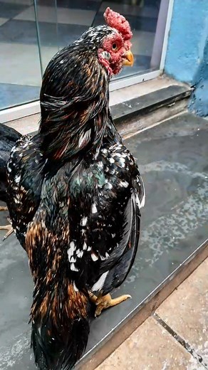 Aseel Rajah Murgh: A Relíquia dos Galos de Combate