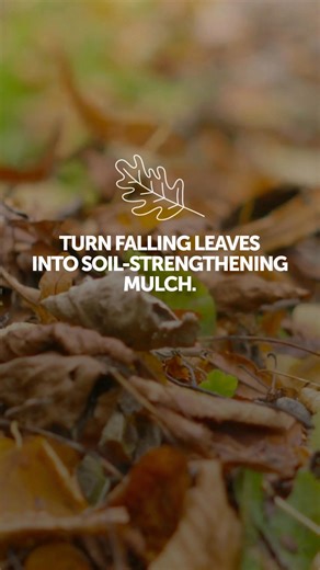 Turn falling leaves into lawn food. Mulching leaves with your mower returns valuable organic matter and nutrients to your soil, improving lawn health naturally. The key is proper technique and timing to avoid smothering your grass. Let your local Lawn Pride® professional help you maintain optimal lawn health through every season. lawnpride.com #LawnPride #Neighborly #LeafMulching #NaturalLawnCare | Lawn Pride Indianapolis