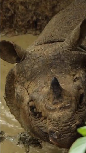 Javan Rhino: A Rare Treasure on the Brink of Extinction
