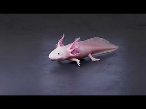 Limb Regeneration in the Axolotl (wide view)