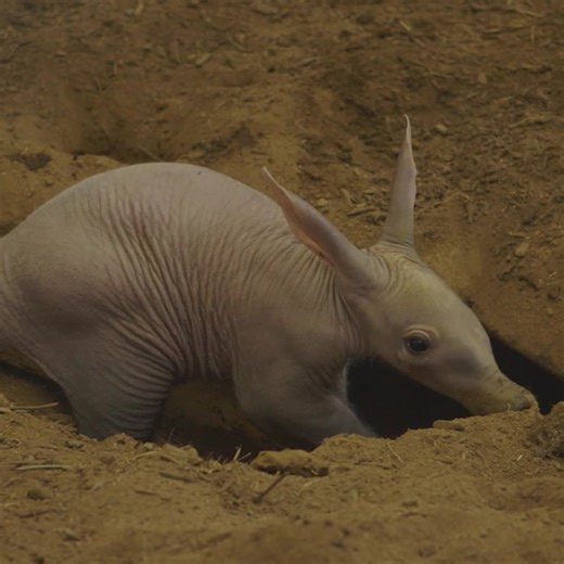 4.9K views · 191 reactions | Big ears, wrinkly skin, and a snuffly...