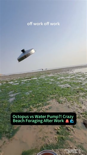 Octopus vs Water Pump: A Unique Beach Foraging Adventure