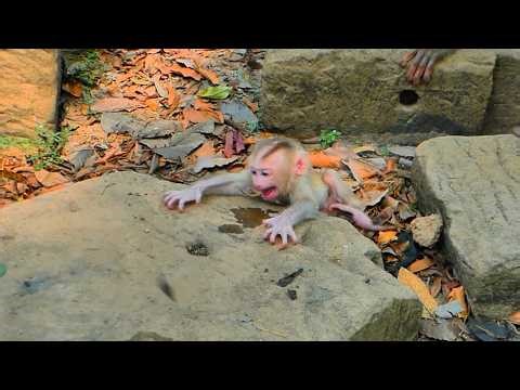 😢 Baby Levy falls from a stone and cries loudly for Mom and Sister Brother to come help him